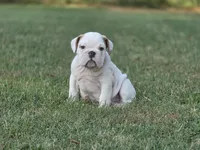 Baldor (AKC), a male English Bulldog for sale in Stigler, OK – 2 of 10