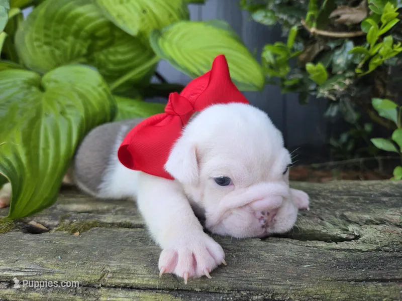 Rubicon – English Bulldog puppy for sale in Stigler, OK