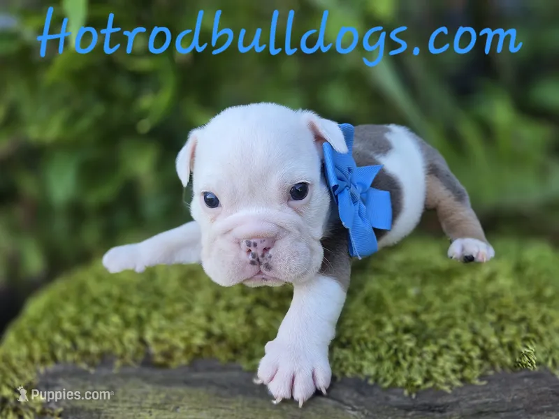 Rubicon – English Bulldog puppy for sale in Stigler, OK
