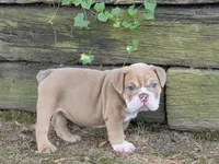 Bunny, a female English Bulldog for sale in Stigler, OK – 2 of 7