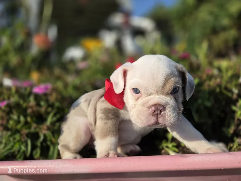 Marcello – English Bulldog puppy for sale in Stigler, OK