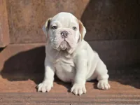 Baldor (AKC), a male English Bulldog for sale in Stigler, OK – 7 of 10