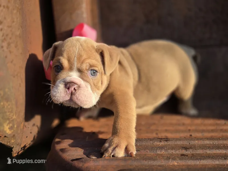 Bunny – English Bulldog puppy for sale in Stigler, OK