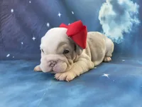 Marcello, a male English Bulldog for sale in Stigler, OK – 5 of 7