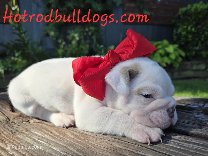 Baldor – English Bulldog puppy for sale in Stigler, OK
