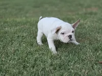 Baldor (AKC), a male English Bulldog for sale in Stigler, OK – 9 of 10