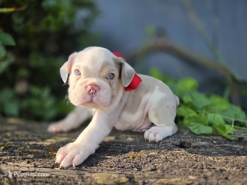 Marcello – English Bulldog puppy for sale in Stigler, OK