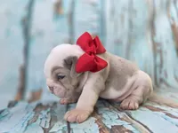 Marcello, a male English Bulldog for sale in Stigler, OK – 6 of 7