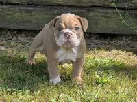 Bunny, a female English Bulldog for sale in Stigler, OK – 6 of 7