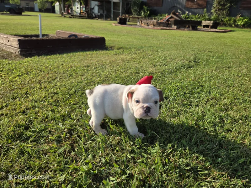 Baldor – English Bulldog puppy for sale in Stigler, OK