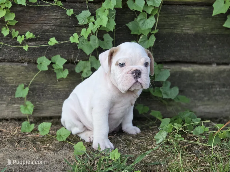 Baldor  – English Bulldog puppy for sale in Stigler, OK