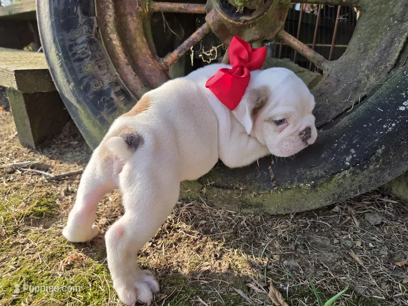Baldor – English Bulldog puppy for sale in Stigler, OK