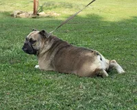 Bumble Bee, a female English Bulldog for sale in Stigler, OK – Photo 1 of 3
