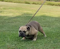 Bumble Bee, a female English Bulldog for sale in Stigler, OK – Photo 3 of 3