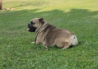 Bumble Bee, a female English Bulldog for sale in Stigler, OK – Photo 2 of 3