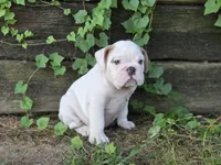 Baldor (AKC), a male English Bulldog for sale in Stigler, OK – 8 of 10