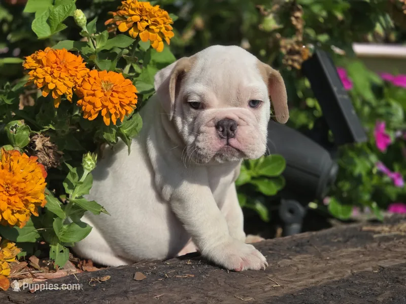 Baldor (AKC) – English Bulldog puppy for sale in Stigler, OK
