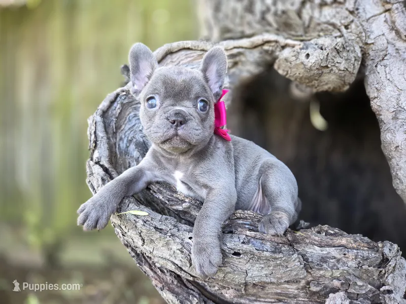 Baby – French Bulldog puppy for sale in Stigler, OK