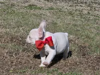 Lilac ghost, a male French Bulldog for sale in Stigler, OK – Photo 7 of 8