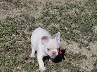 Lilac ghost, a male French Bulldog for sale in Stigler, OK – Photo 6 of 8
