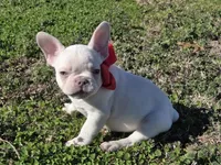 Lilac ghost, a male French Bulldog for sale in Stigler, OK – Photo 2 of 8