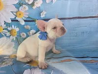 Lilac ghost, a male French Bulldog for sale in Stigler, OK – Photo 4 of 8