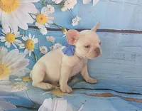 Lilac ghost, a male French Bulldog for sale in Stigler, OK – Photo 1 of 8