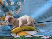 Lilac ghost, a male French Bulldog for sale in Stigler, OK – Photo 3 of 8