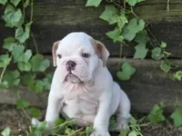 Baldor , a male English Bulldog for sale in Stigler, OK – 4 of 7