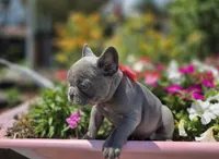 Phoenix, a female French Bulldog for sale in Stigler, OK – 4 of 7