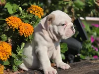 Baldor (AKC), a male English Bulldog for sale in Stigler, OK – 3 of 10