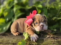 Bunny, a female English Bulldog for sale in Stigler, OK – 5 of 7