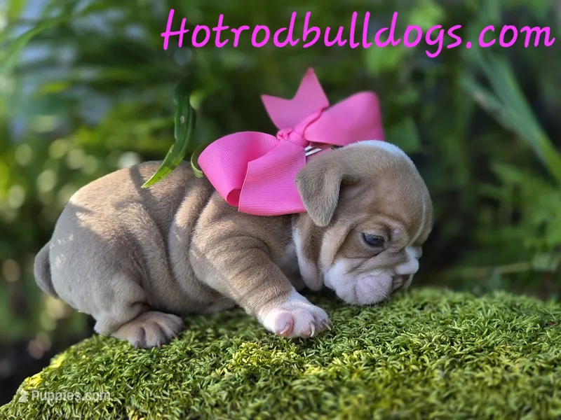 Bunny – English Bulldog puppy for sale in Stigler, OK