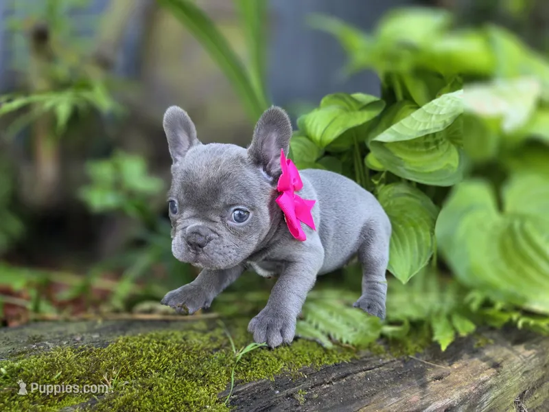 Baby – French Bulldog puppy for sale in Stigler, OK