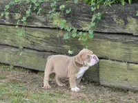 Bunny, a female English Bulldog for sale in Stigler, OK – 7 of 7