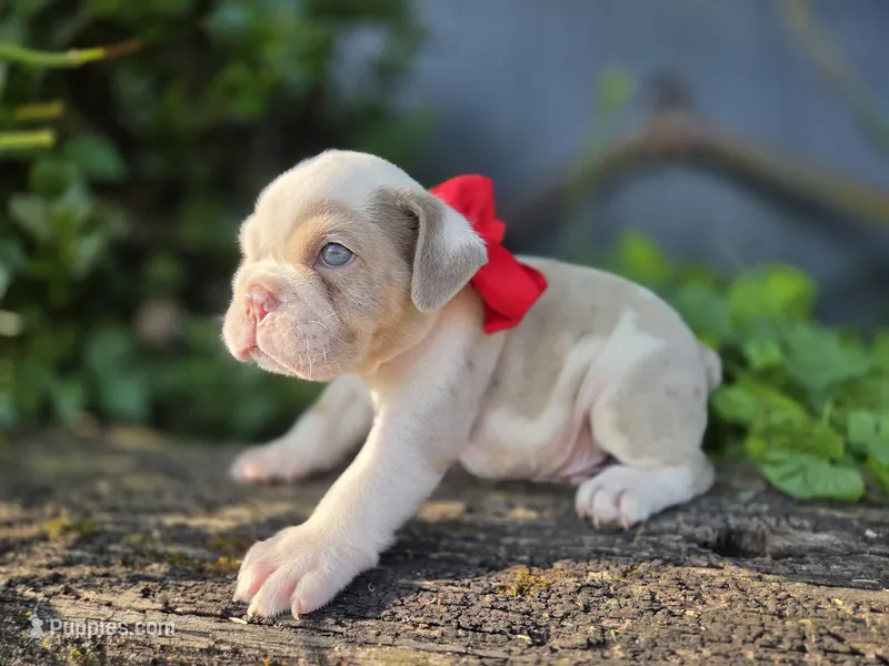 Marcello – English Bulldog puppy for sale in Stigler, OK