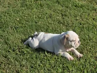 Baldor (AKC), a male English Bulldog for sale in Stigler, OK – 6 of 10