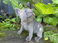 Phoenix, a female French Bulldog for sale in Stigler, OK – 2 of 7