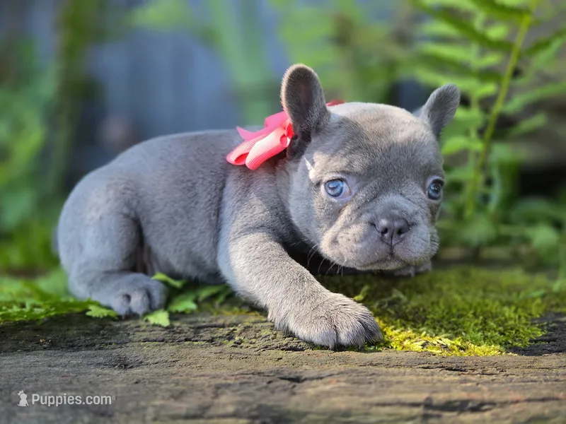 Phoenix – French Bulldog puppy for sale in Stigler, OK