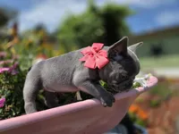 Phoenix, a female French Bulldog for sale in Stigler, OK – 5 of 7