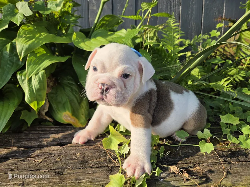 Rubicon – English Bulldog puppy for sale in Stigler, OK