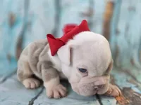 Marcello, a male English Bulldog for sale in Stigler, OK – 3 of 7