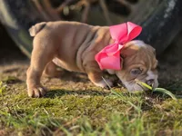 Bunny, a female English Bulldog for sale in Stigler, OK – 4 of 7