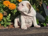 Baldor (AKC), a male English Bulldog for sale in Stigler, OK – 5 of 10
