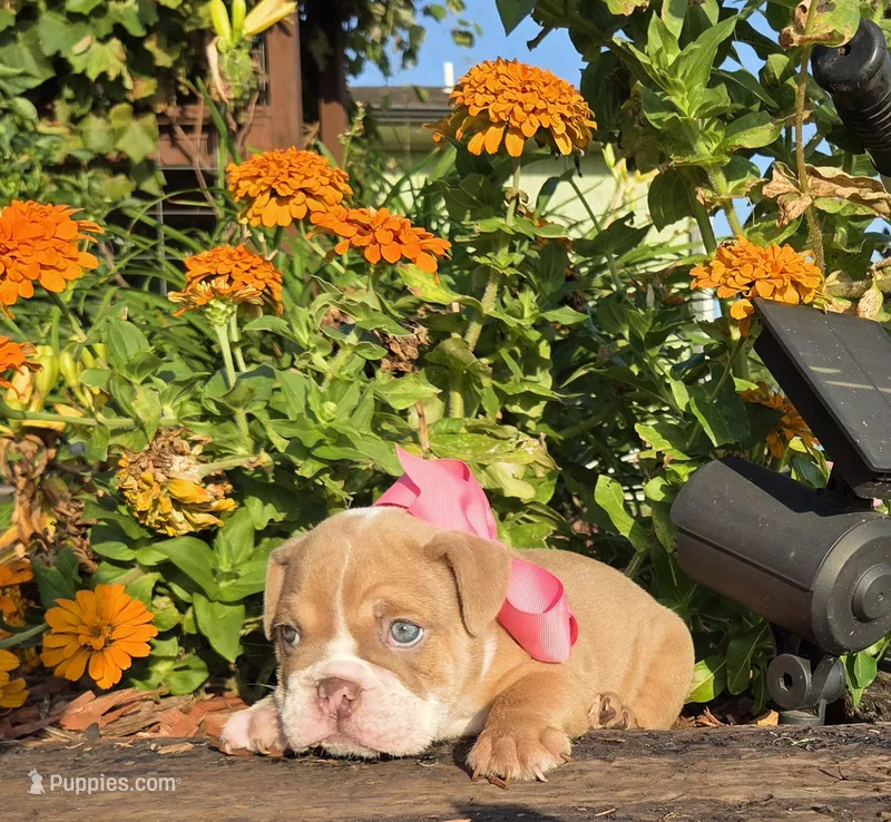 Bunny – English Bulldog puppy for sale in Stigler, OK