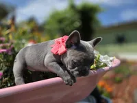 Phoenix, a female French Bulldog for sale in Stigler, OK – 6 of 7