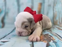 Marcello, a male English Bulldog for sale in Stigler, OK – 7 of 7