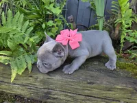 Phoenix, a female French Bulldog for sale in Stigler, OK – 3 of 7