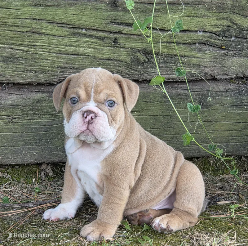 Bunny – English Bulldog puppy for sale in Stigler, OK