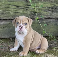 Bunny, a female English Bulldog for sale in Stigler, OK – 1 of 7